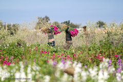 بهار در حمیدیه