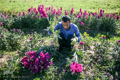 بهار در حمیدیه
