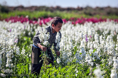 بهار در حمیدیه