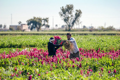 بهار در حمیدیه