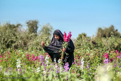 بهار در حمیدیه