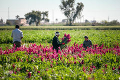 بهار در حمیدیه