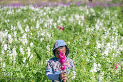 بهار در حمیدیه