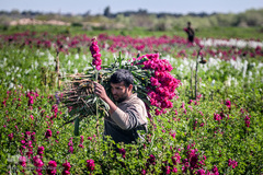 بهار در حمیدیه