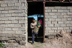 بهار در حمیدیه