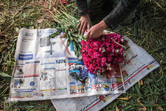بهار در حمیدیه