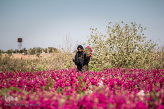 بهار در حمیدیه