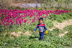 بهار در حمیدیه
