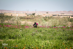 بهار در حمیدیه