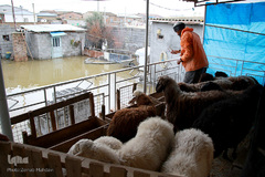 سیل به «گمیشان» رسید