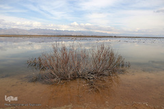 ⁨تالاب صالحیه و ورود فلامینگو ها به استان البرز