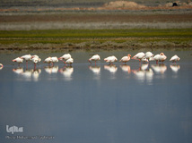 ⁨تالاب صالحیه و ورود فلامینگو ها به استان البرز