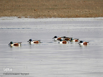 ⁨تالاب صالحیه و ورود فلامینگو ها به استان البرز