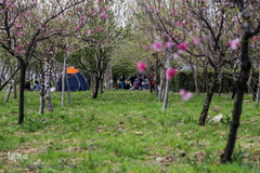 سیزدهم فروردین روز طبیعت