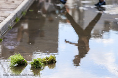 سیزدهم فروردین روز طبیعت