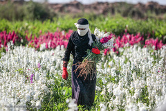 شهرستان حمیدیه یکی از شهرستان‌های استان خوزستان است که باغ‌های آن دارای گل‌های بهاری زیبایی است.