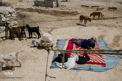 حشمت در هوای بیرون و در کنار رمه‌ها تا غروب سرگرم است.