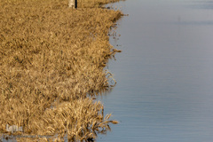 هوفل علی‌آباد گرفتار در سیل