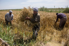 برداشت گندم از مزارع زیر آب شادگان