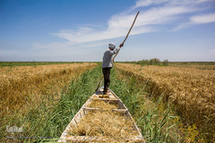 برداشت گندم از مزارع زیر آب شادگان