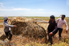 برداشت گندم از مزارع زیر آب شادگان