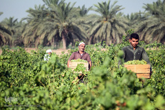 برداشت مروارید از تاکستان‌های کارون