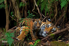 ببر گونه‌ای در خطر انقراض