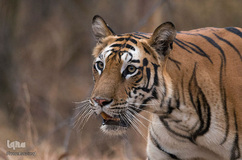 ببر گونه‌ای در خطر انقراض