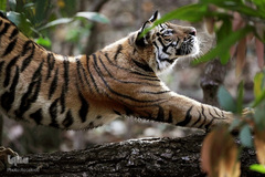 ببر گونه‌ای در خطر انقراض