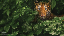 ببر گونه‌ای در خطر انقراض