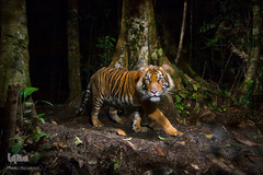 ببر گونه‌ای در خطر انقراض