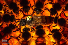 شهد شیرین عسل