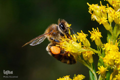 شهد شیرین عسل