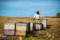 شهد شیرین عسل