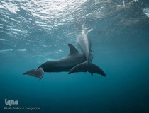 تصاویر برگزیده هفته نشنال‌جئوگرافیک