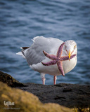 پرندگان در حال شکار