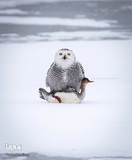 پرندگان در حال شکار