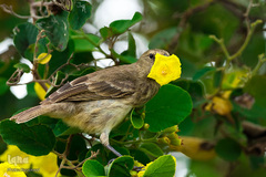 پرندگان در حال شکار