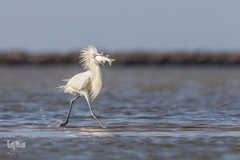 پرندگان در حال شکار