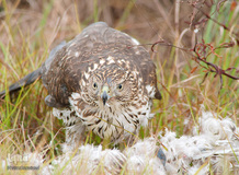 پرندگان در حال شکار