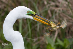 پرندگان در حال شکار