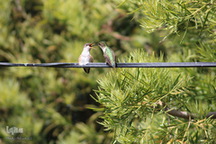 پرندگان در حال شکار