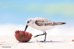 پرندگان در حال شکار