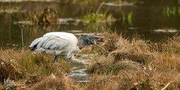 پرندگان در حال شکار