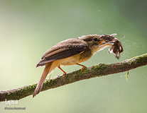 پرندگان در حال شکار