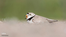 پرندگانی که شما را به خنده می‌اندازند