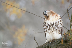 پرندگانی که شما را به خنده می‌اندازند
