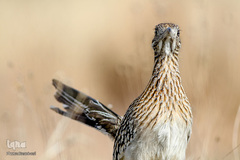 پرندگانی که شما را به خنده می‌اندازند