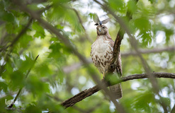 تصاویر غیر معمول از پرندگان