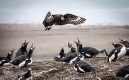 تصاویر غیر معمول از پرندگان